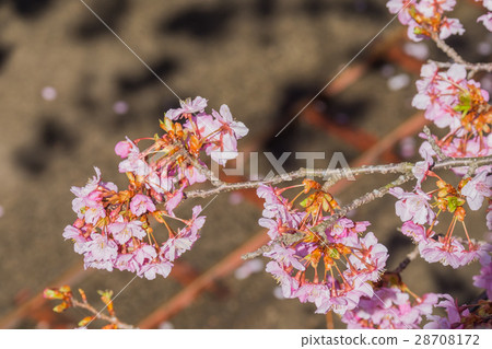 Cherry blossom Cherry blossom 28708172