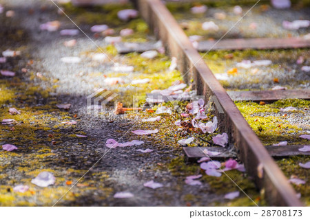 Cherry blossom 28708173