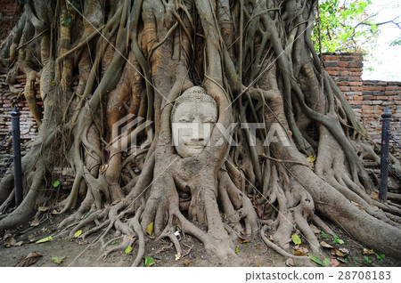 Buddha head in the tree root at Ayutthaya Buddha head in the tree root at Ayutthaya 28708183
