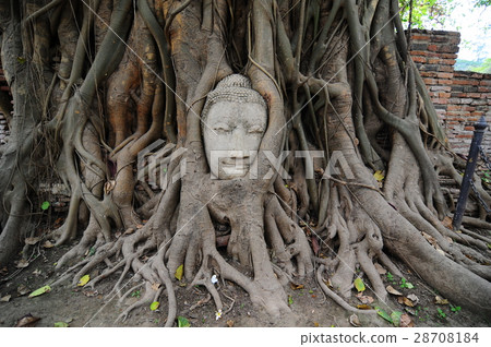 Buddha head in the tree root at Ayutthaya Buddha head in the tree root at Ayutthaya 28708184