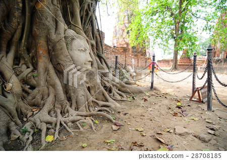 Buddha head in the tree root at Ayutthaya Buddha head in the tree root at Ayutthaya 28708185