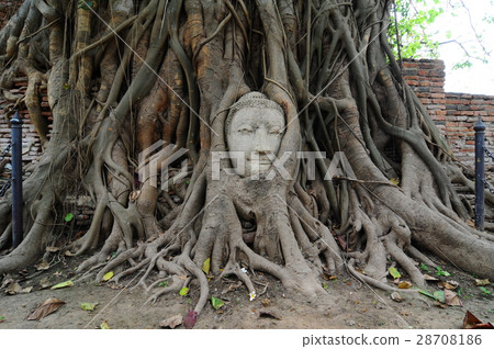 Buddha head in the tree root at Ayutthaya Buddha head in the tree root at Ayutthaya 28708186