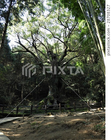 Okusuni of Takeo Shrine Okusuni of Takeo Shrine 28708327