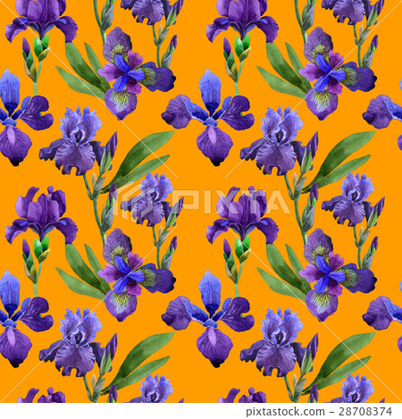 Wildflower iris flower pattern in a watercolor Wildflower iris flower pattern in a watercolor 28708374