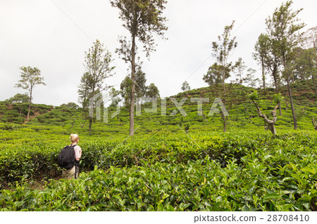 Female tourist enjoying beautiful nature of tea Female tourist enjoying beautiful nature of tea 28708410