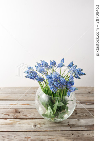 Bouquet of muscari flowers in glass vase. Wooden Bouquet of muscari flowers in glass vase. Wooden 28708453