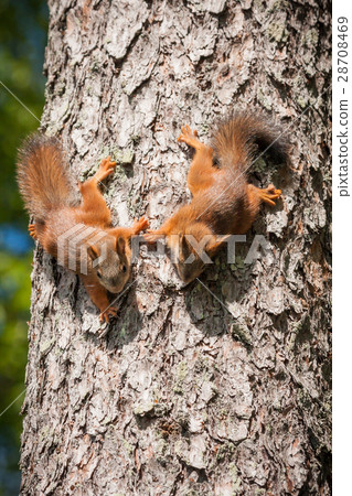 Cute little red squirrel Cute little red squirrel 28708469