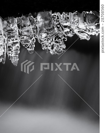 Icicles hang on twigs and icy bark above rapids 28708560