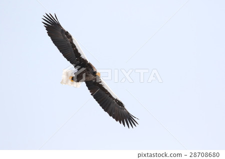 Gliding skull eagle (adult bird) 28708680