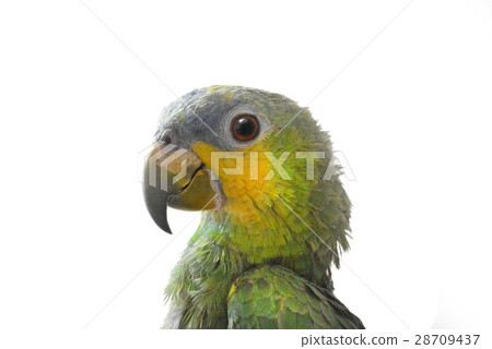 portrait of Amazon parrot on a white background 28709437