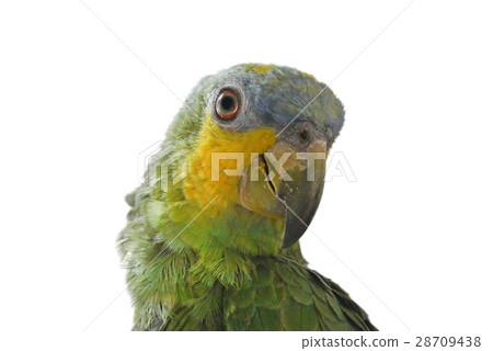 portrait of Amazon parrot on a white background portrait of Amazon parrot on a white background 28709438