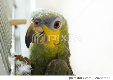 portrait of Amazon parrot on a white background 28709442