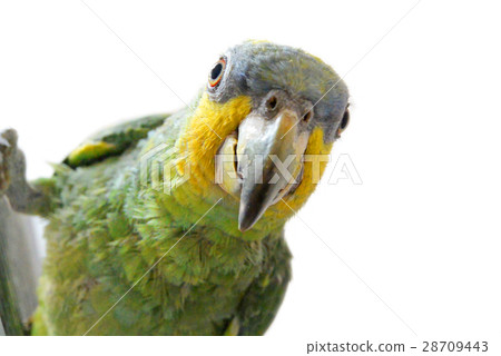 portrait of Amazon parrot on a white background 28709443