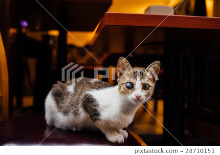 The cat on the street chair homeless mongrel The cat on the street chair homeless mongrel 28710151