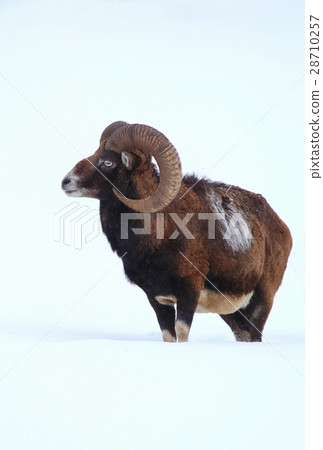 Mouflon male in winter 28710257