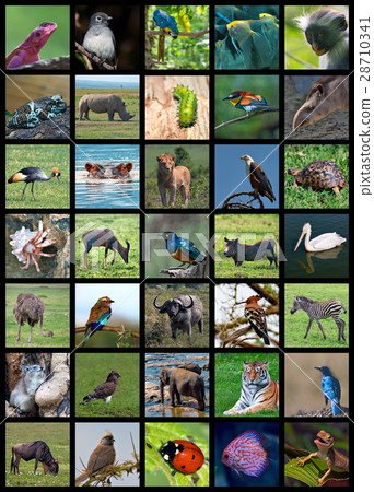 Wild animals of the world Wild animals of the world 28710341
