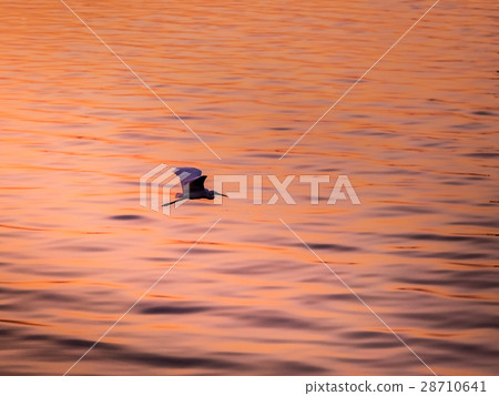 Little Chinese egret bird fly over the sea 28710641