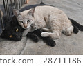 sleeping couple cat  in Bangkok 28711186