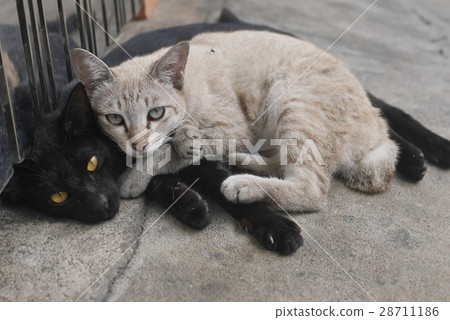 sleeping couple cat in Bangkok sleeping couple cat in Bangkok 28711186