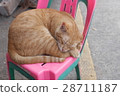 sleeping yellow cat at the market in Thailand 28711187