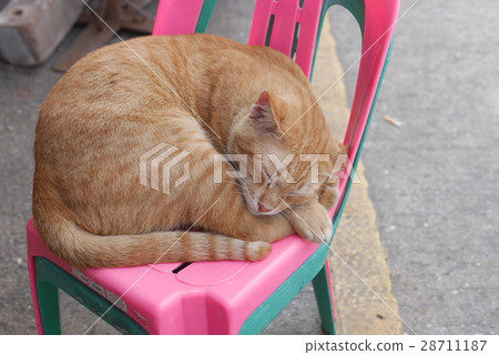 sleeping yellow cat at the market in Thailand sleeping yellow cat at the market in Thailand 28711187
