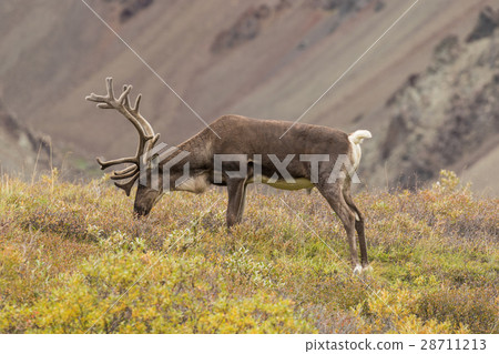 Barren Ground Caribou Bull in Velvet Barren Ground Caribou Bull in Velvet 28711213