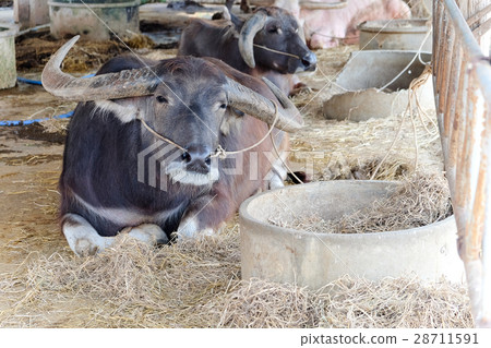 Buffalos in corral 28711591