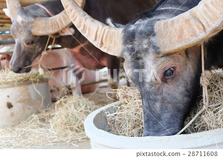 Buffalos chew hay in corral Buffalos chew hay in corral 28711608