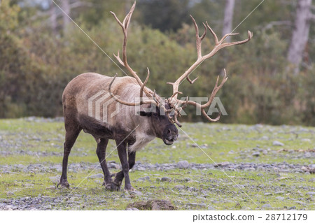 Barren Ground Caribou Bull 28712179