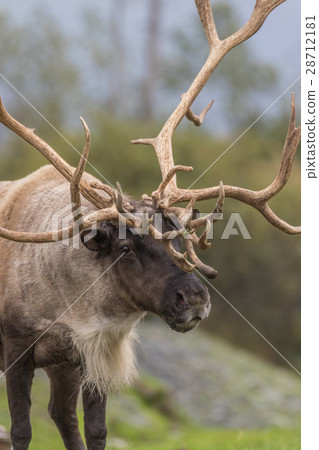 Barren Ground Caribou Bull Barren Ground Caribou Bull 28712181