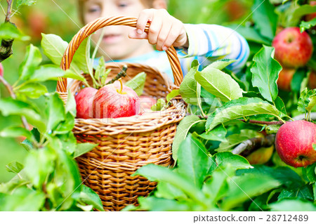 Little kid boy picking red apples on farm autumn 28712489