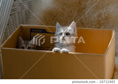 Cat in the box Cat in the box 28712985