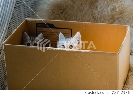 Cat in the box 28712986