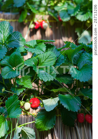 Fresh strawberries that are grown in greenhouses Fresh strawberries that are grown in greenhouses 28713206
