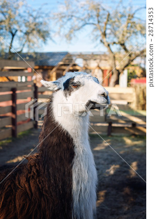 Portrait of Llama in the park or zoo. Funny 28714353