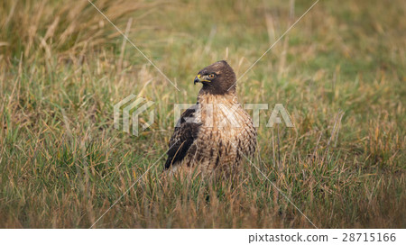 Wild Hawk in Nature 28715166