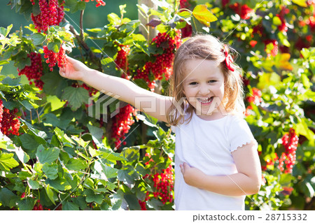Little girl picking red currant in the garden 28715332