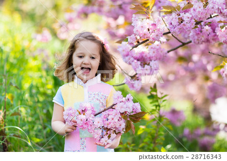 Little girl with cherry blossom 28716343