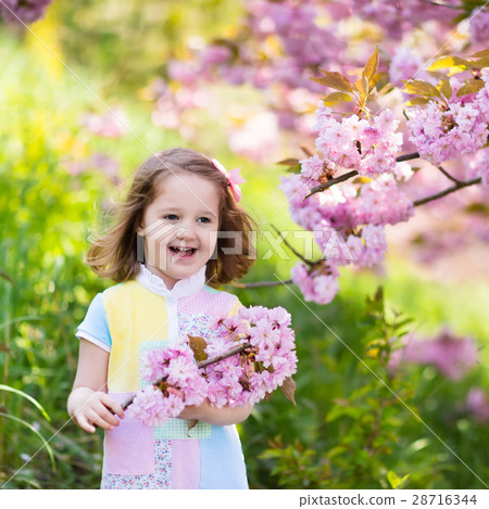 Little girl with cherry blossom Little girl with cherry blossom 28716344