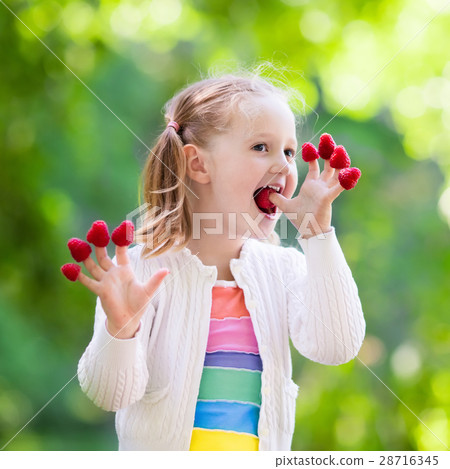 Child picking and eating raspberry in summer 28716345