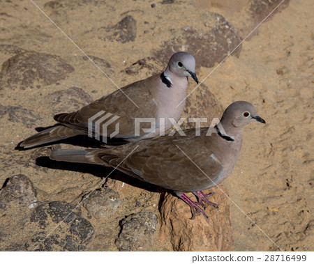 Collared Dove at Fuerteventura Canary Islands 28716499
