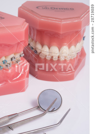 Demonstration teeth of orthodontic bracket Demonstration teeth of orthodontic bracket 28719889