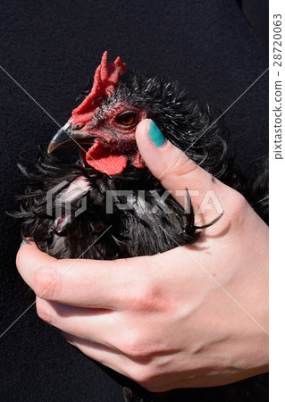 Hand holding black frazzle rooster 28720063