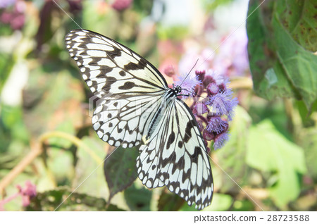 蝴蝶 28723588