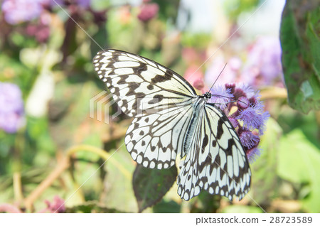 蝴蝶 蝴蝶 28723589