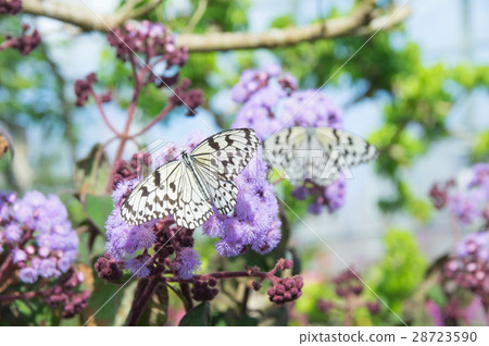 蝴蝶 28723590