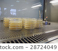 Agar plates culture 28724049