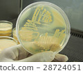 Agar plates culture close-up 28724051