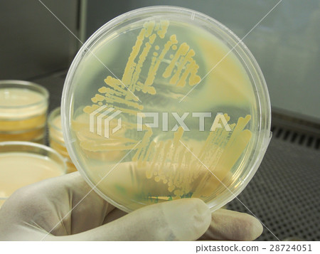 Agar plates culture close-up 28724051