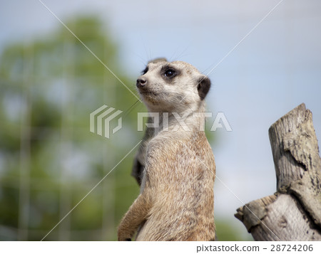 meerkat meerkat 28724206